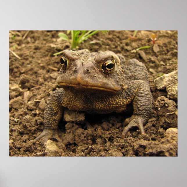 Poster American Toad (Devant)
