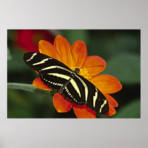 Poster Amérique centrale, Costa Rica, Selva Verde. 4