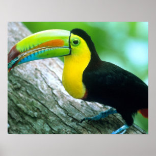 Poster AMÉRIQUE CENTRALE, Panama, Île de Borro Colorado 2
