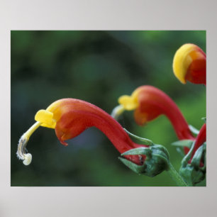 Poster Amérique centrale, Panama, province de Chiriqui,