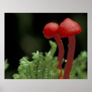 Poster Amérique centrale, Panama, province de Chiriqui, 2