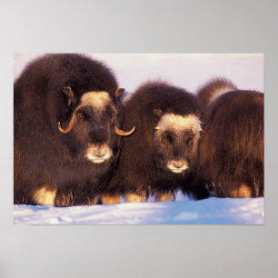 Poster Amérique du Nord, États-Unis, Alaska, Cercle Arcti