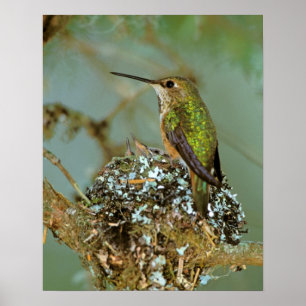 Poster Amérique du Nord, États-Unis, Alaska. Colibri à go