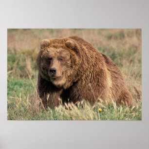 Poster Amérique du Nord, États-Unis, Alaska, île Kodiak,