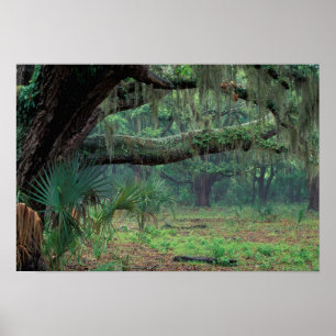 Poster Amérique du Nord, États-Unis, Géorgie, Cumberland