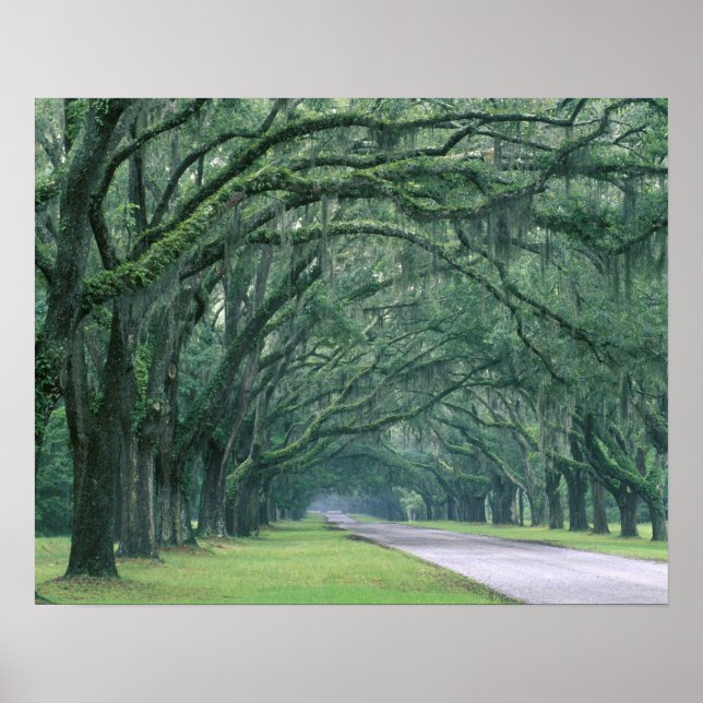 Poster Amérique du Nord, États-Unis, Géorgie, Savannah, (Devant)