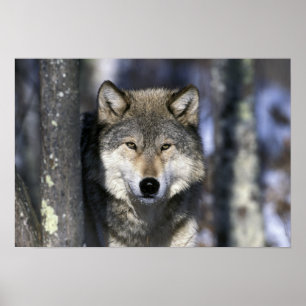 Poster Amérique du Nord, États-Unis, Minnesota. Loup Cani