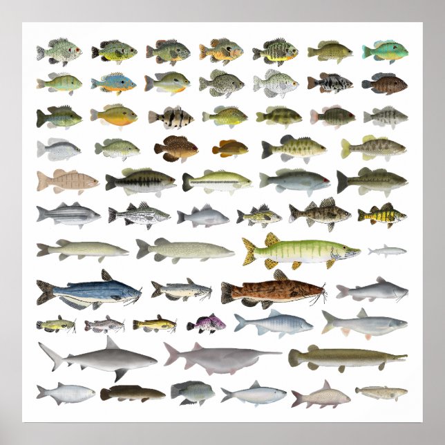 Poster Amérique du Nord Groupe de poissons d'eau douce (Devant)