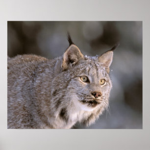Poster Amérique du Nord, USA, Alaska, Haines. Lynx (Felis