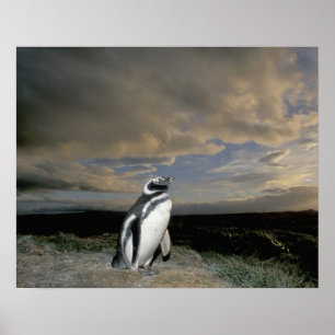 Poster Amérique du Sud, Chili, Patagonie, Magellanes,