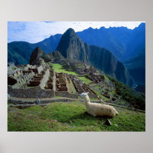 Poster Amérique du Sud, Pérou. Un lama se repose sur une 