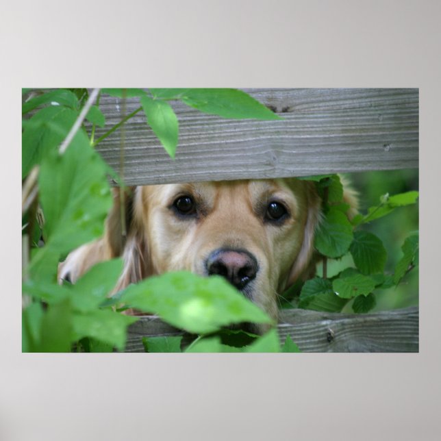 Poster Ami (Devant)