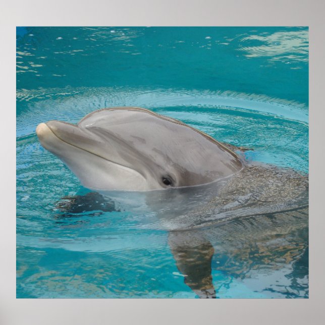 Poster Ami dauphin (Devant)