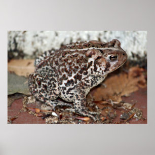 Poster Ami ou grenouille