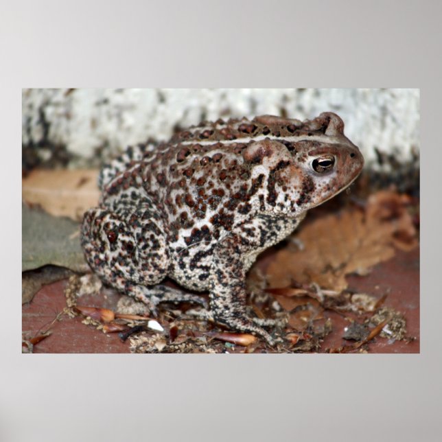 Poster Ami ou grenouille (Devant)