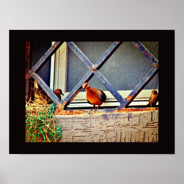 Poster Amis des oiseaux (Devant)