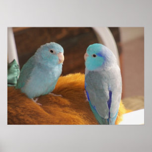 Poster Amis en plumes Parrotlets du Pacifique bleu Oiseau