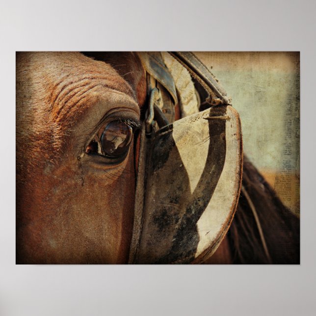 Poster Amish Equine (Devant)