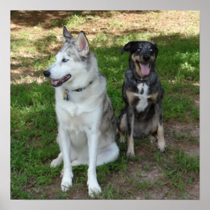 Poster Amitié Catahoula et Ausky Dog