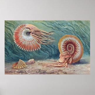 Poster Ammonites