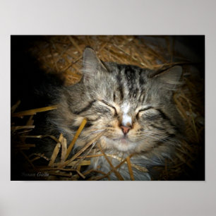Poster Amour de chat sauvage dormant dans un lit de paill