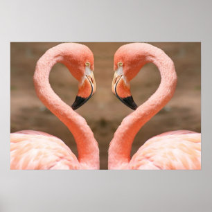 Poster Amour de Flamant rose