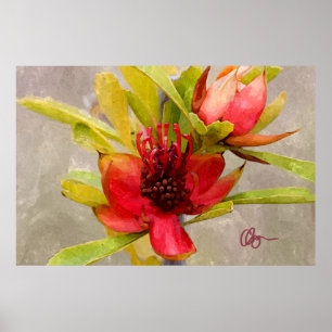 Poster Amour de Protea