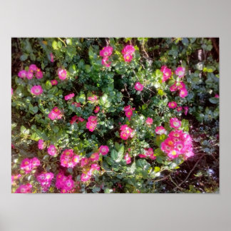 Poster Amour de rose