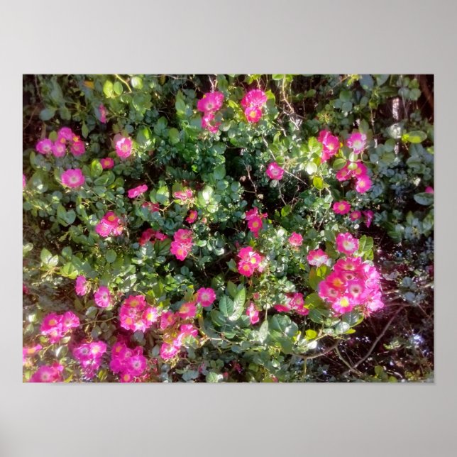 Poster Amour de rose (Devant)