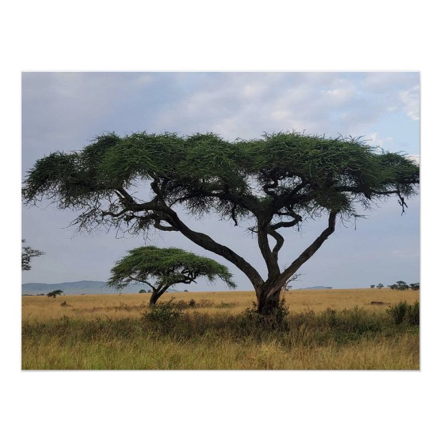 Poster Amour des Arbres (Devant)