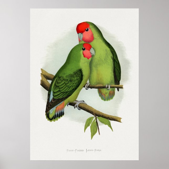 Poster Amour-Oiseau à visage rose (Agapornis roseicollis) (Devant)