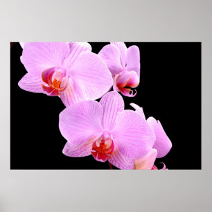 Poster Amour orchidée