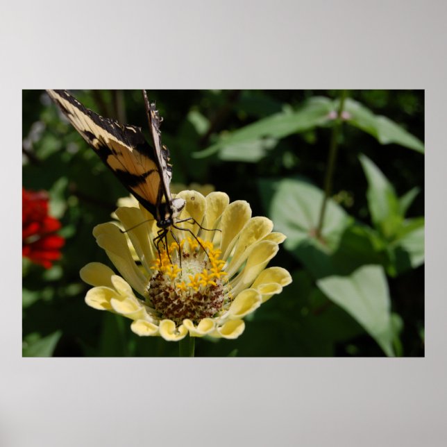 Poster Amour papillon (Devant)