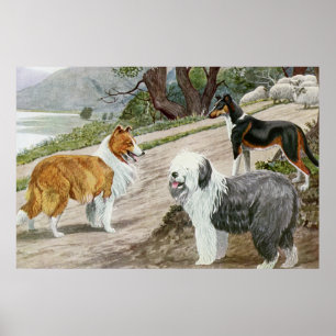 Poster Amoureux de les chiens vintages Art Collie Trio