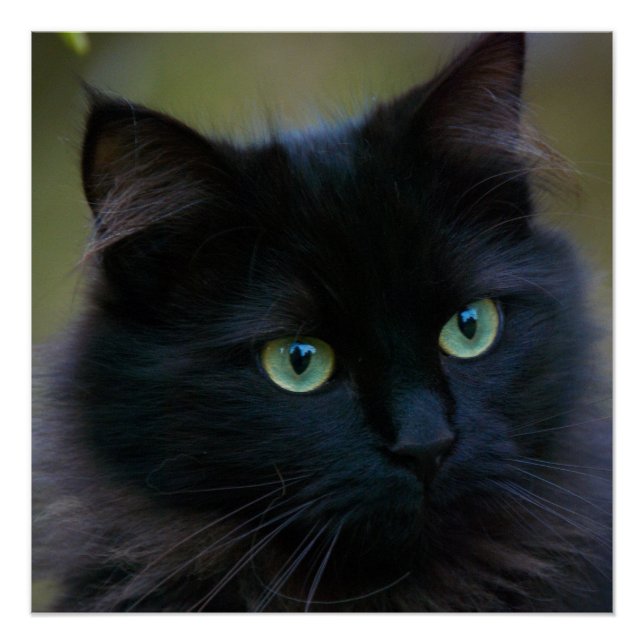 Poster amoureux des chats noir (Devant)