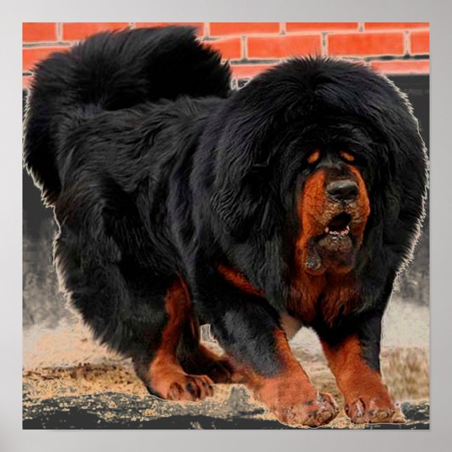 Poster Amoureux des chiens cool Tibétain Mastiff (Devant)