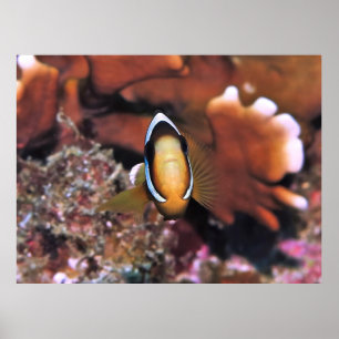 Poster Amphiprion en charge