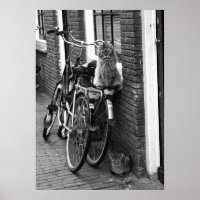 Amsterdam Cats sur bicyclettes Photo noir & blanc