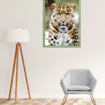 Amur Leopard