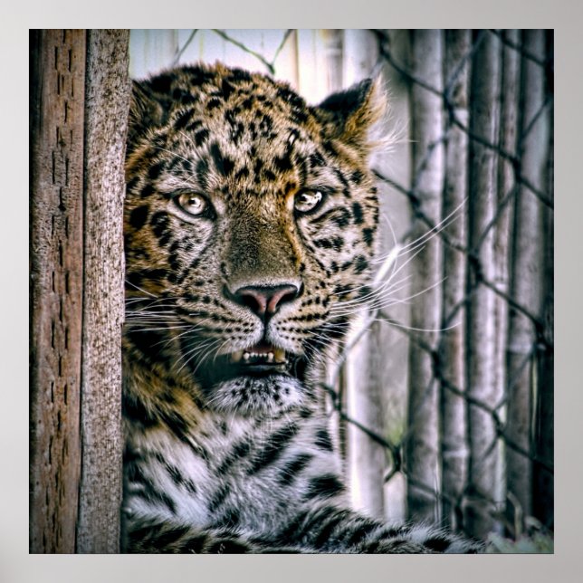 Poster Amur Leopard Exotic Zoo Animal (Devant)