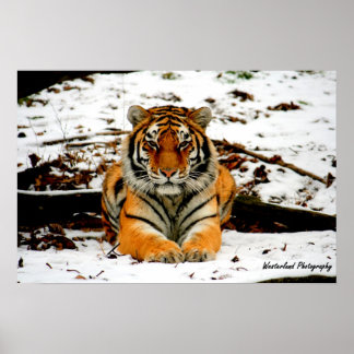 Poster Amur Stare - Mara le tigre d'Amur