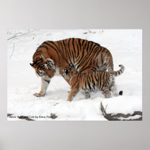 Poster Amur tiger and Cub, Amur tiger and Cub de Dave ...
