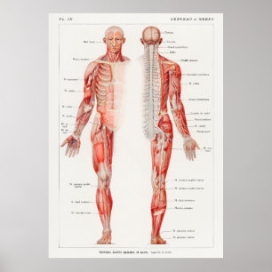 Poster An antique  of the human nervous system by Galtier