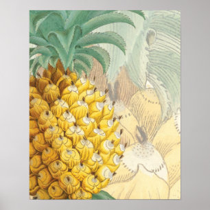 Poster Ananas avec l'élargissement