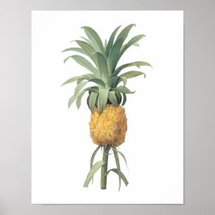Poster ananas (Bromelia ananas) par Redouté