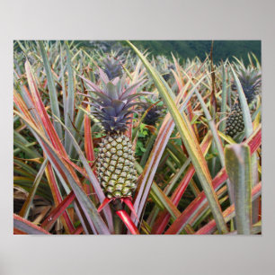 Poster Ananas, Champ d'Ananas, Photographie