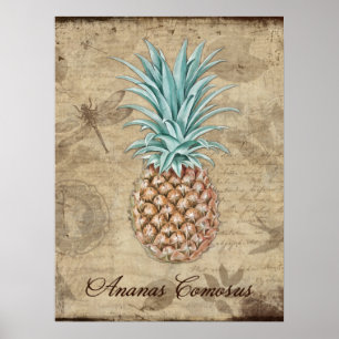 Poster Ananas Comosus - Histoire naturelle