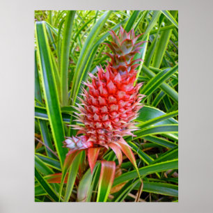 Poster Ananas hawaïen