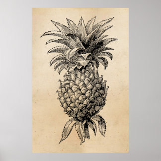 Poster Ananas vintage des années 1800