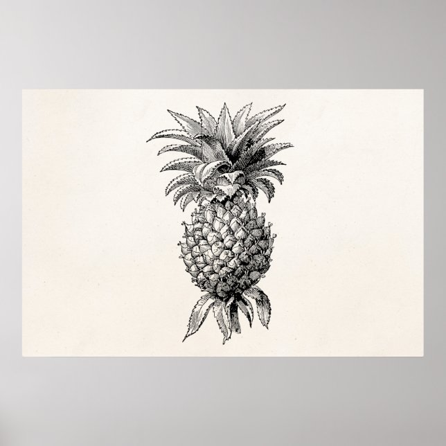 Poster Ananas vintage des années 1800 (Devant)